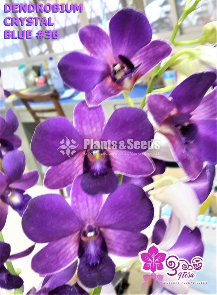 Dendrobium Orchid-190
