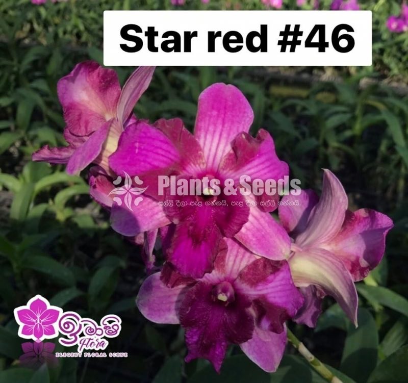 Dendrobium Orchid-190