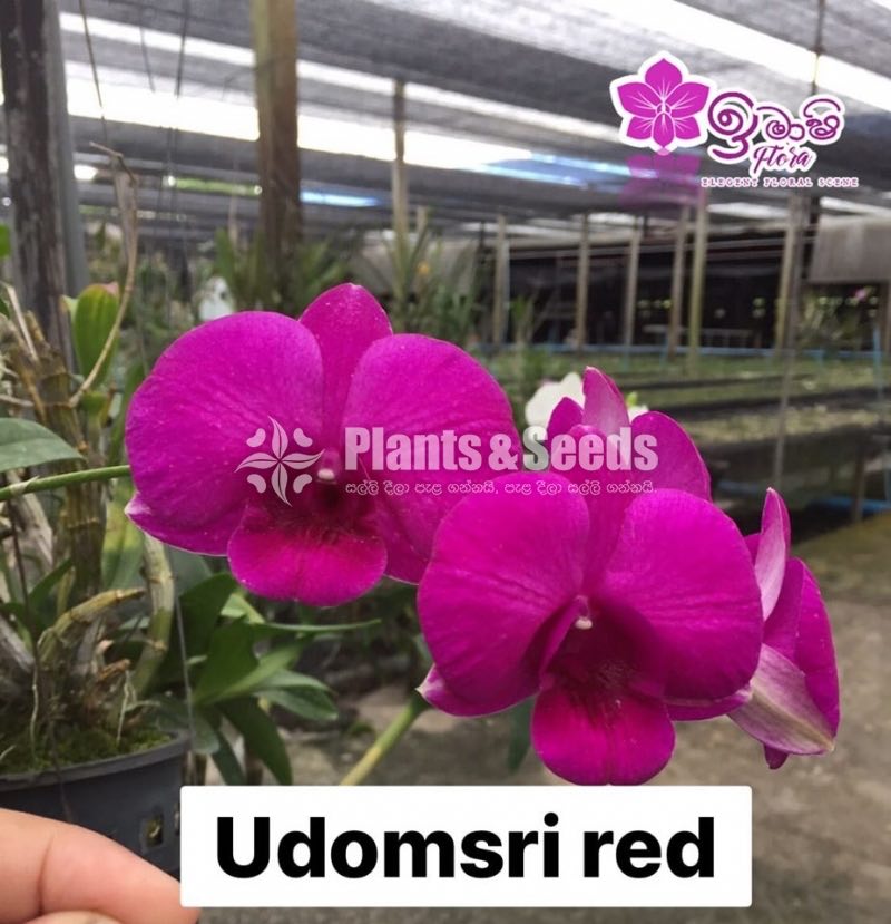 Dendrobium Orchid-190