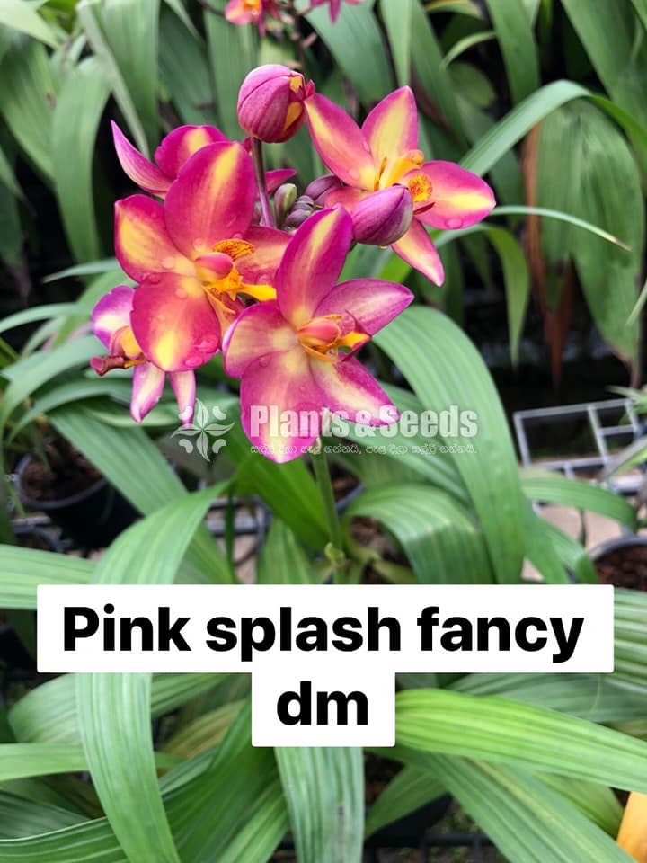 Ground Orchids-1350