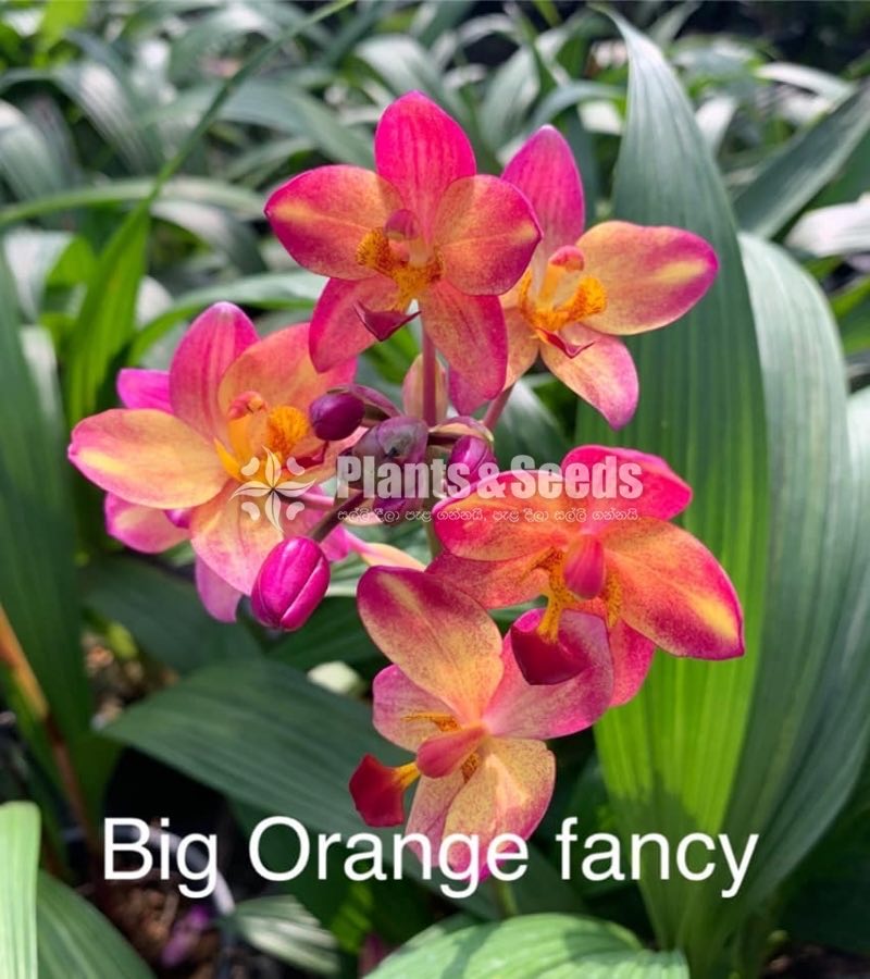 Ground Orchids-1350
