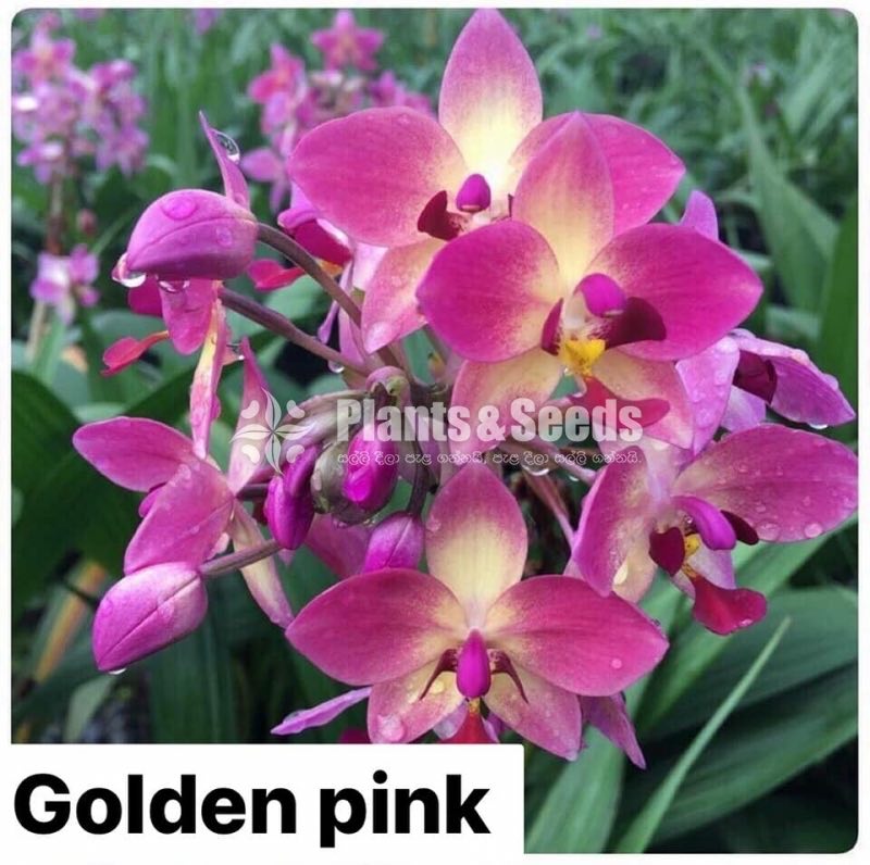 Ground Orchids-1350