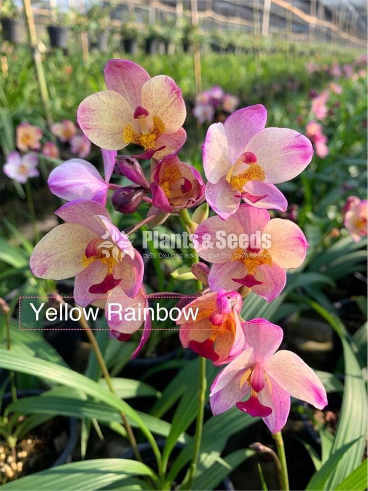 Ground Orchids-1350