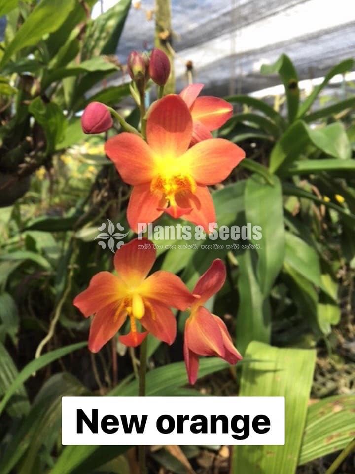 Ground Orchids-1350