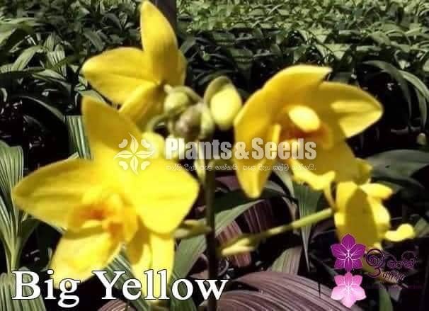 Ground Orchids-1350