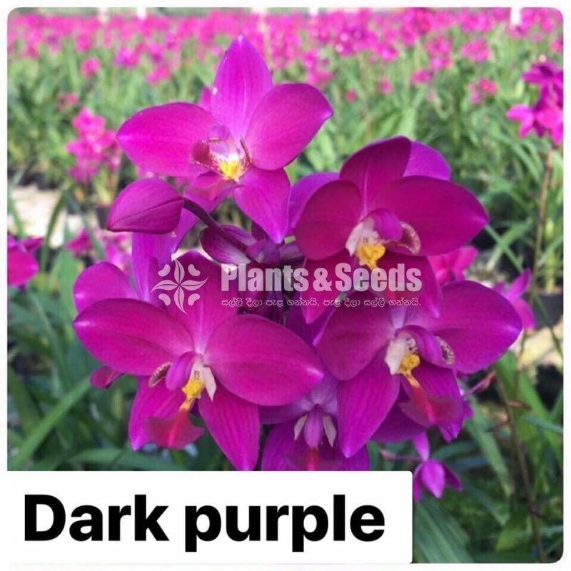 Ground Orchids-1350