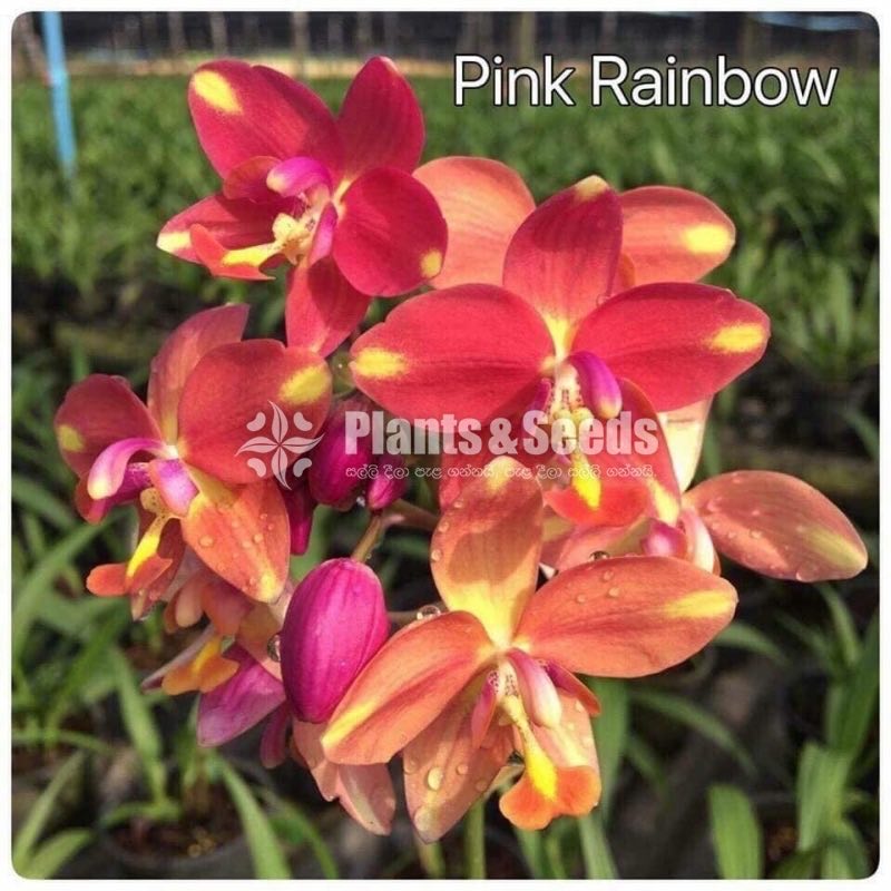 Ground Orchids-1350