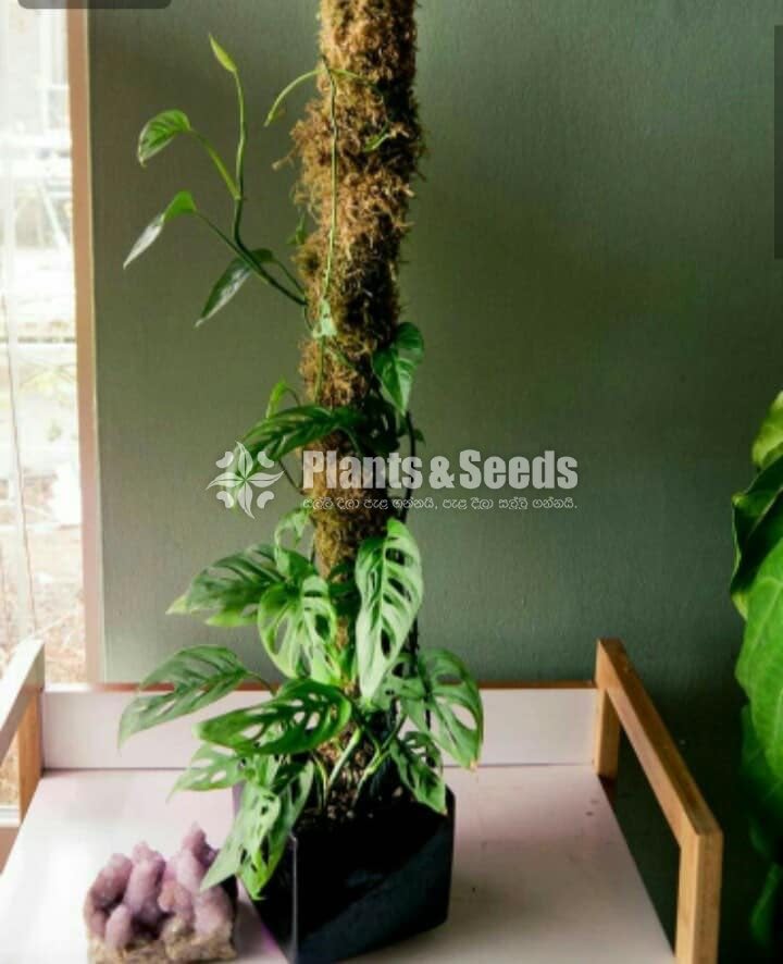 Coir sticks and Mose pole