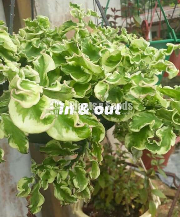 Hanging pedilanthus