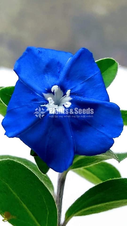 Blue daze,Paba,Achemineas