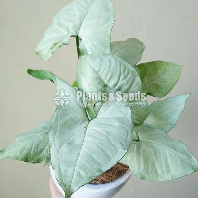 Caladium (Elephant ear, Heart of Jesus, and Angel wings)