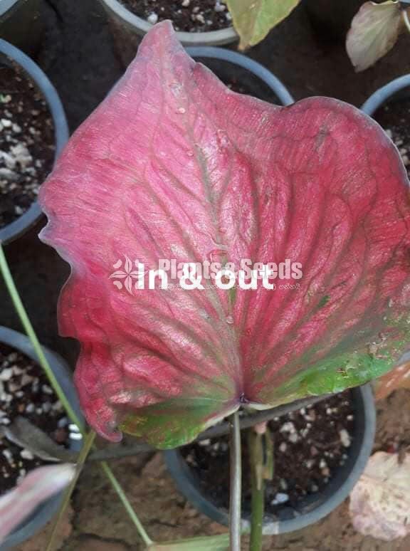Caladium (Elephant ear, Heart of Jesus, and Angel wings)