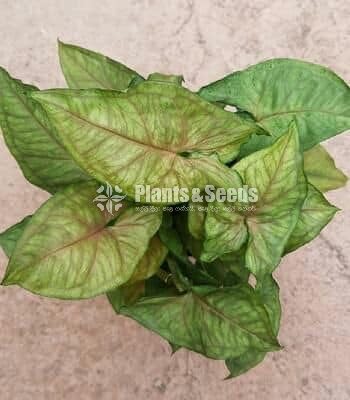 Caladium (Elephant ear, Heart of Jesus, and Angel wings)