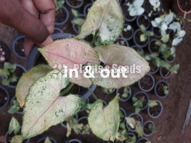 Caladium (Elephant ear, Heart of Jesus, and Angel wings)