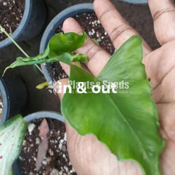 Caladium (Elephant ear, Heart of Jesus, and Angel wings)