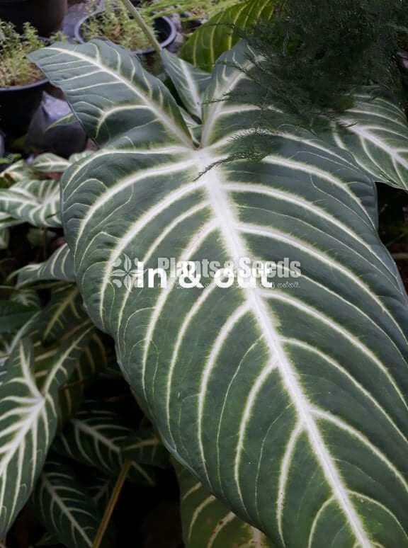 Caladium (Elephant ear, Heart of Jesus, and Angel wings)