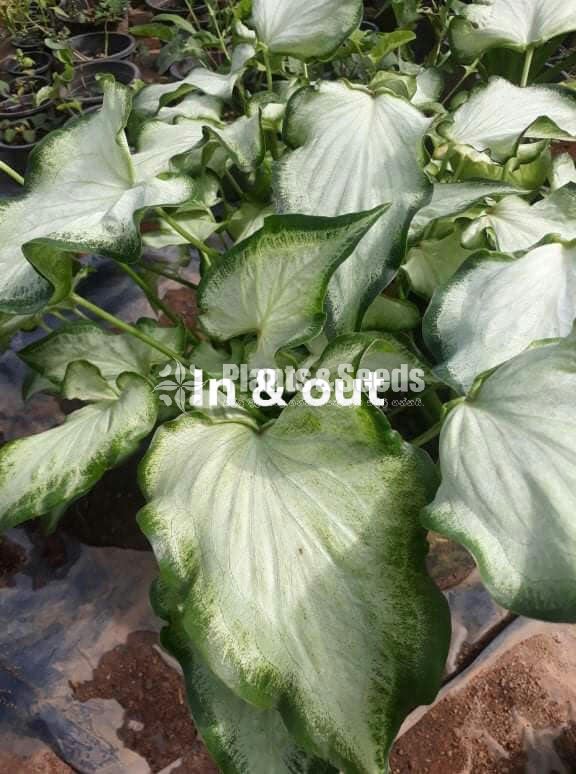 Caladium (Elephant ear, Heart of Jesus, and Angel wings)