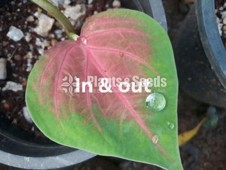 Caladium (Elephant ear, Heart of Jesus, and Angel wings)