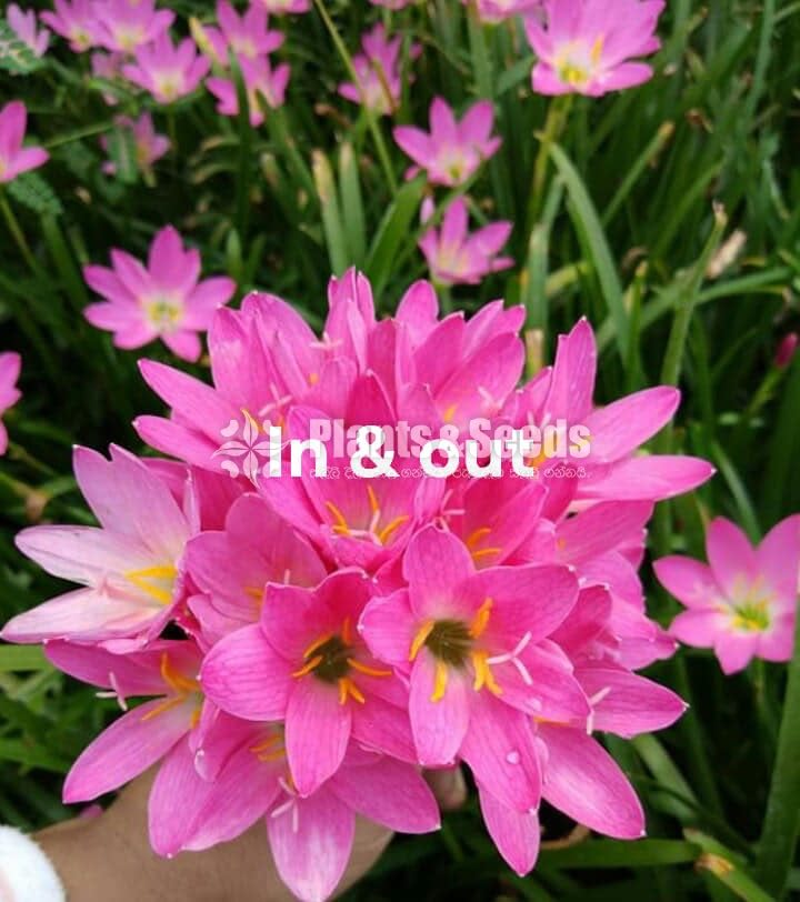 Rainlily 5 diffrent types avaible