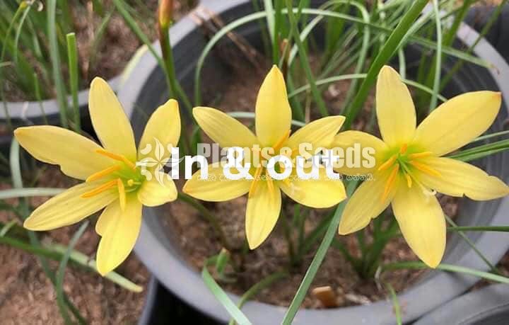 Rainlily 5 diffrent types avaible