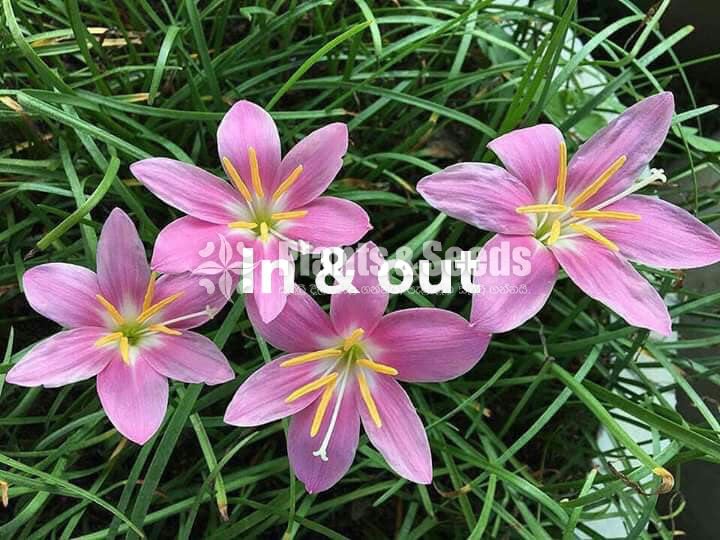 Rainlily 5 diffrent types avaible
