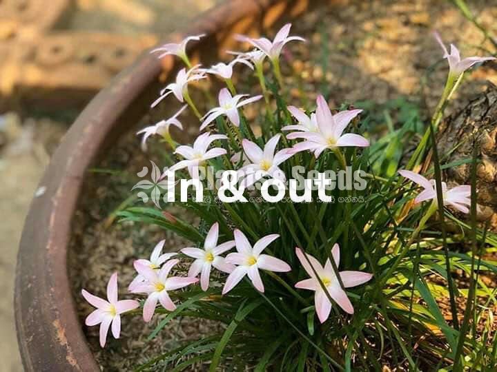Rainlily 5 diffrent types avaible