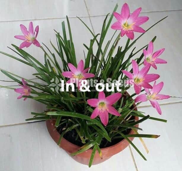 Rainlily 5 diffrent types avaible