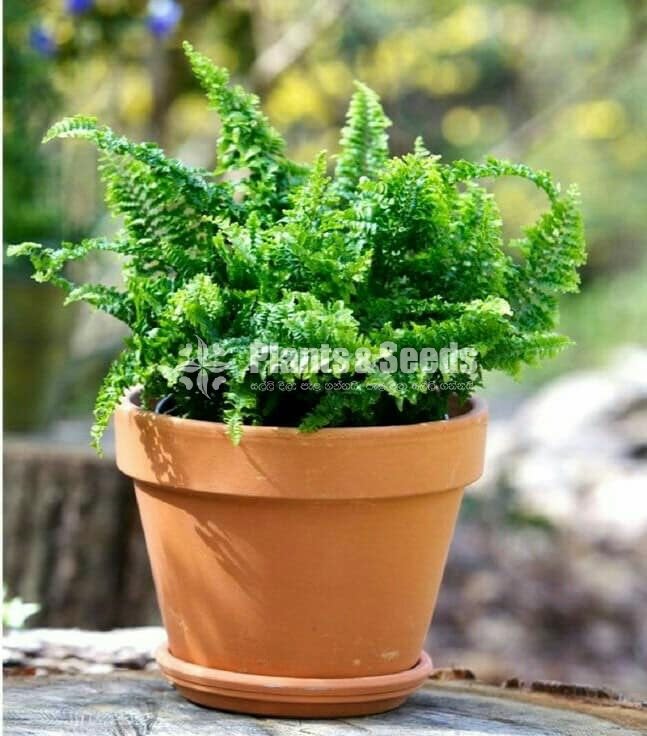 Ferns