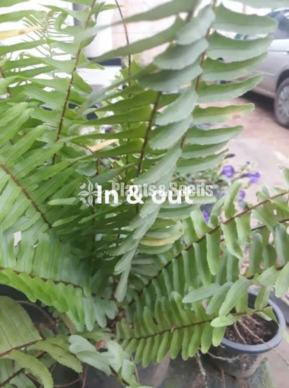 Ferns