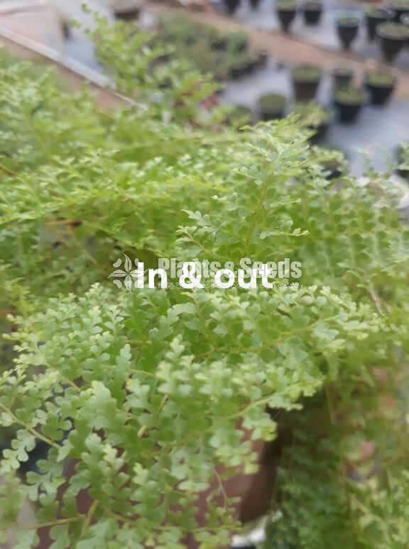 Ferns