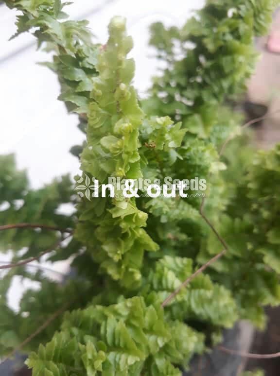 Ferns
