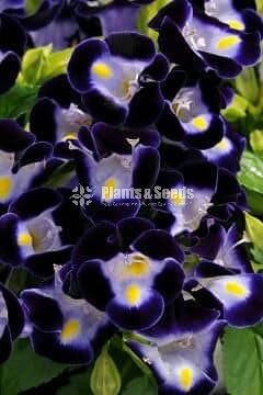 Torenia 