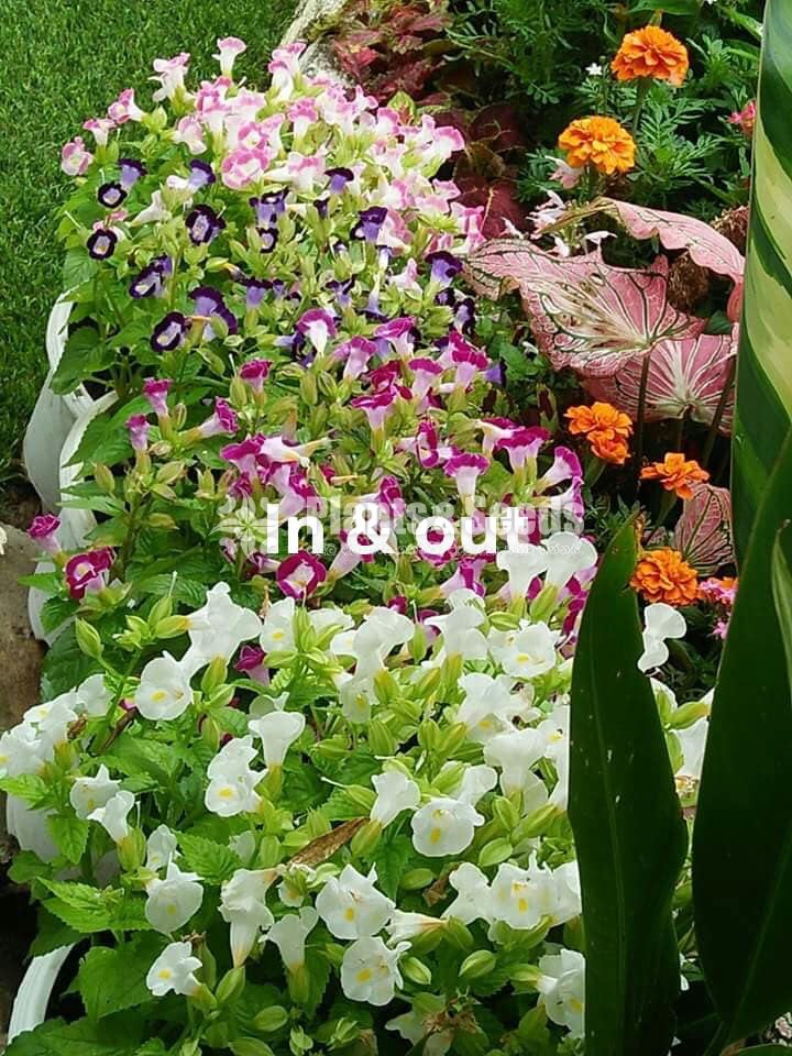Torenia 