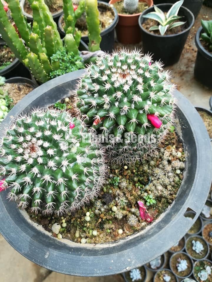 Cactus and succulents plants 