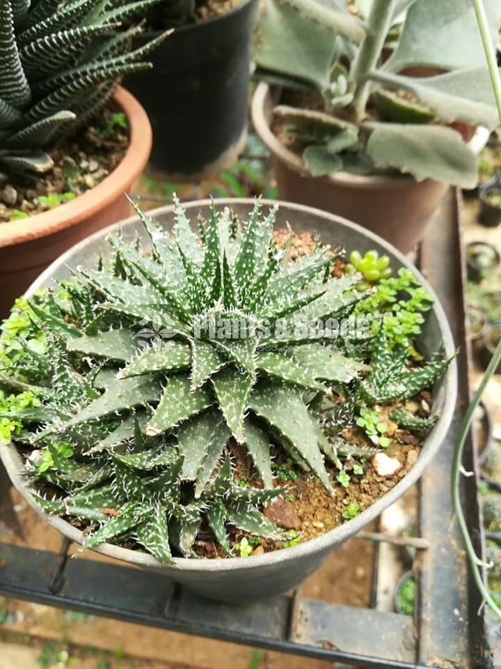 Cactus and succulents plants 