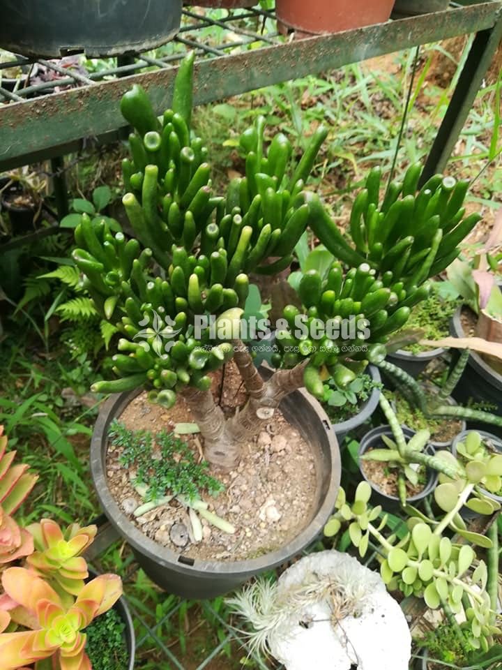 Cactus and succulents plants 