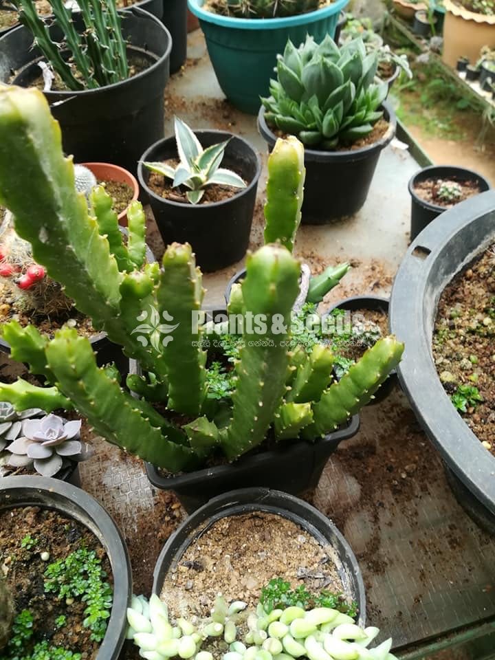 Cactus and succulents plants 