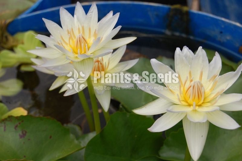 Moon beam-Water Plants