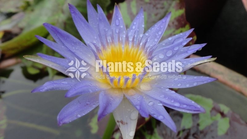  Reflex Blue - New
