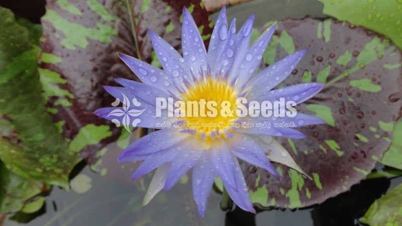  Reflex Blue - New