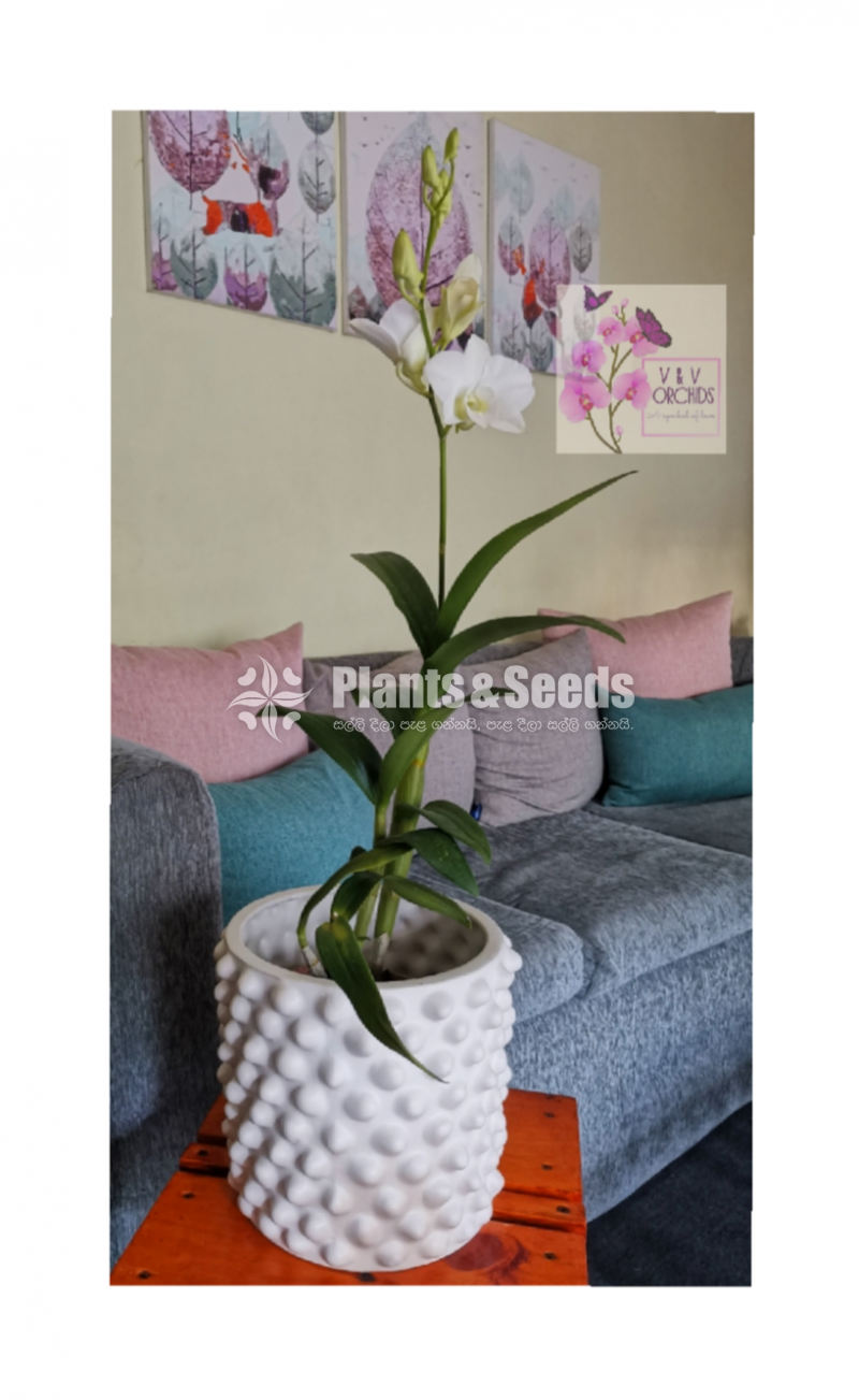 Indoor Orchid Decorative pots