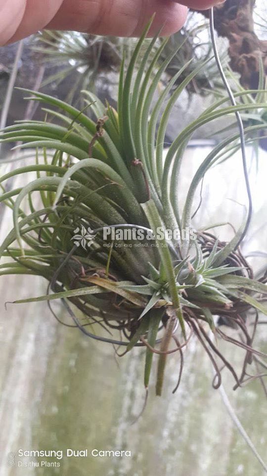 Air Plants