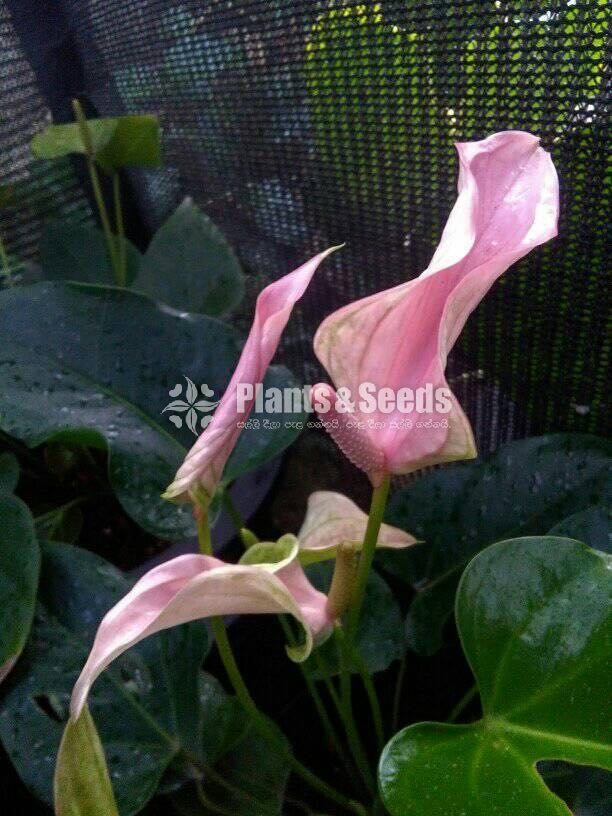 Jolly Anthurium