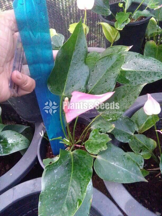 Jolly Anthurium