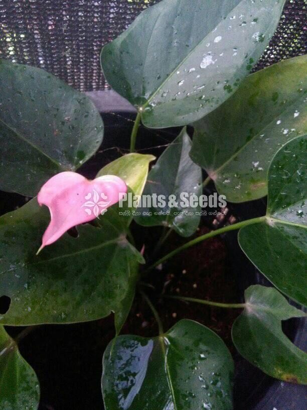 Jolly Anthurium