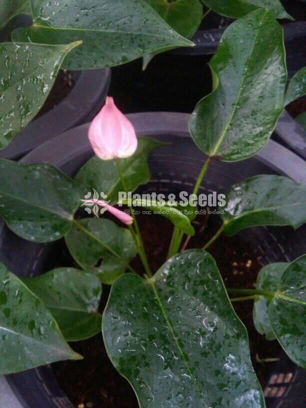 Jolly Anthurium