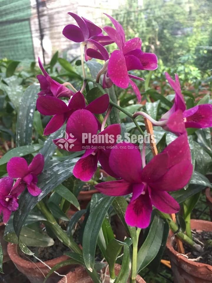 Dendrobium Orchid collection-130
