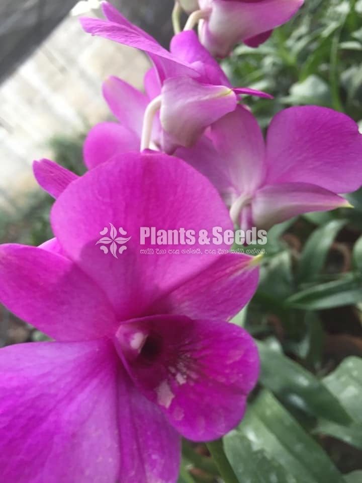 Dendrobium Orchid collection-130