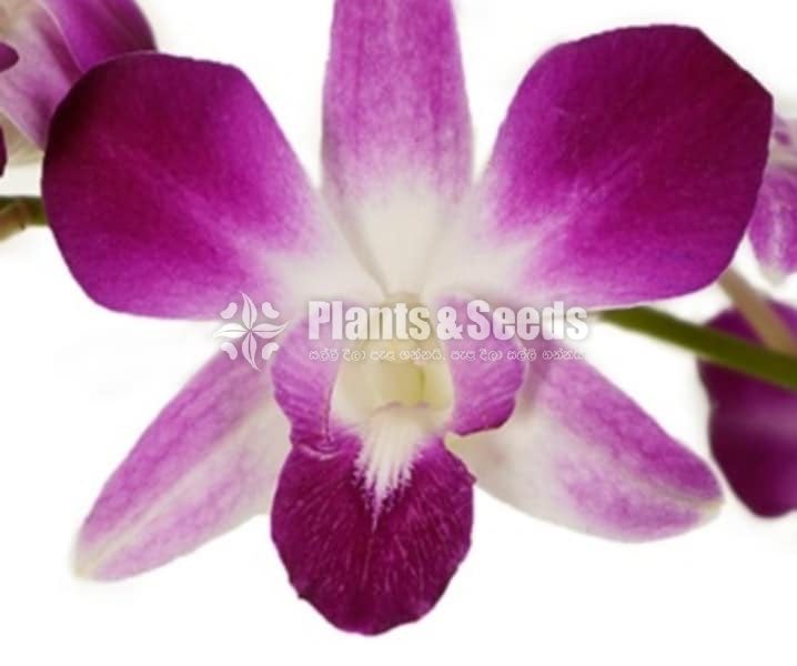 Dendrobium Orchid collection-130