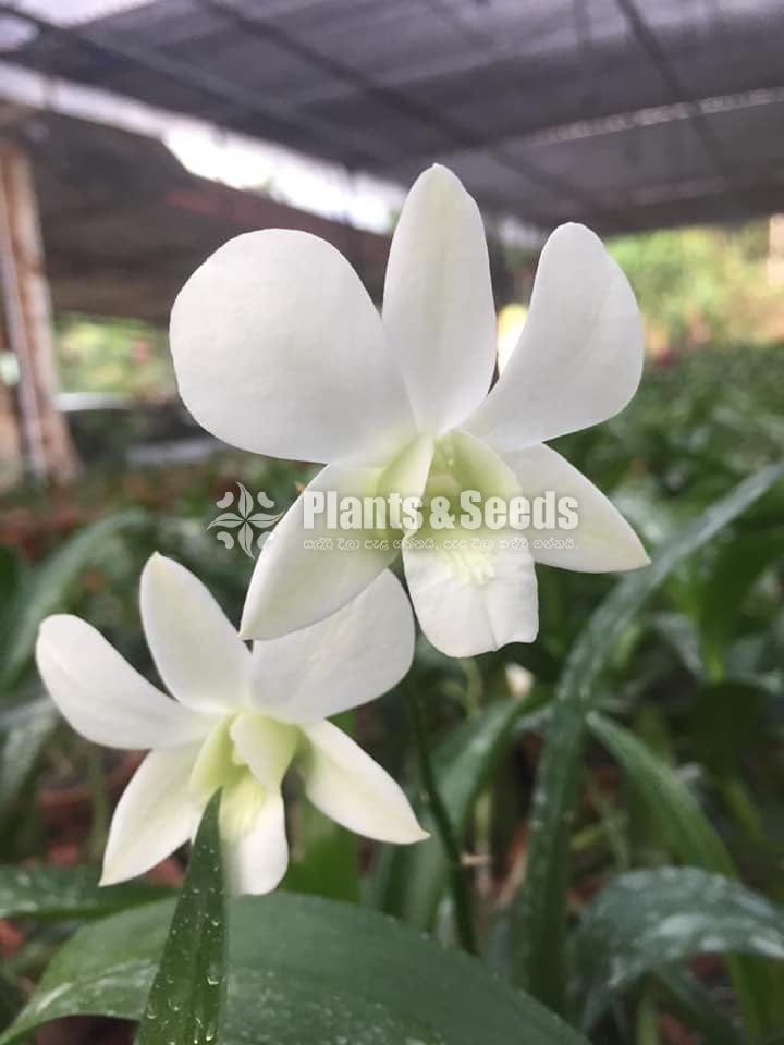 Dendrobium Orchid collection-130